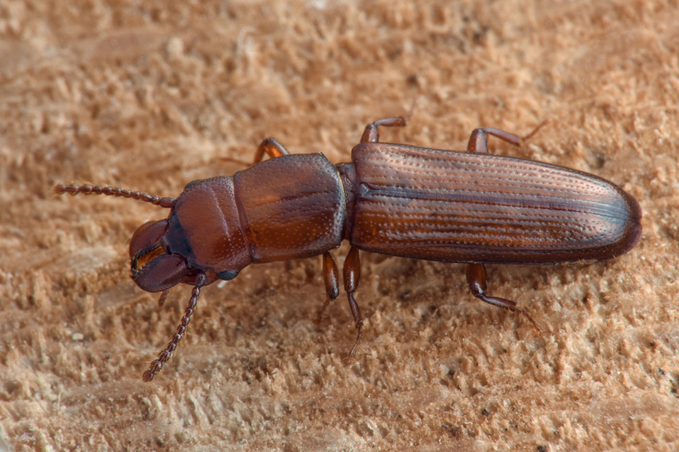 Prostomidae: Prostomis mandibularis